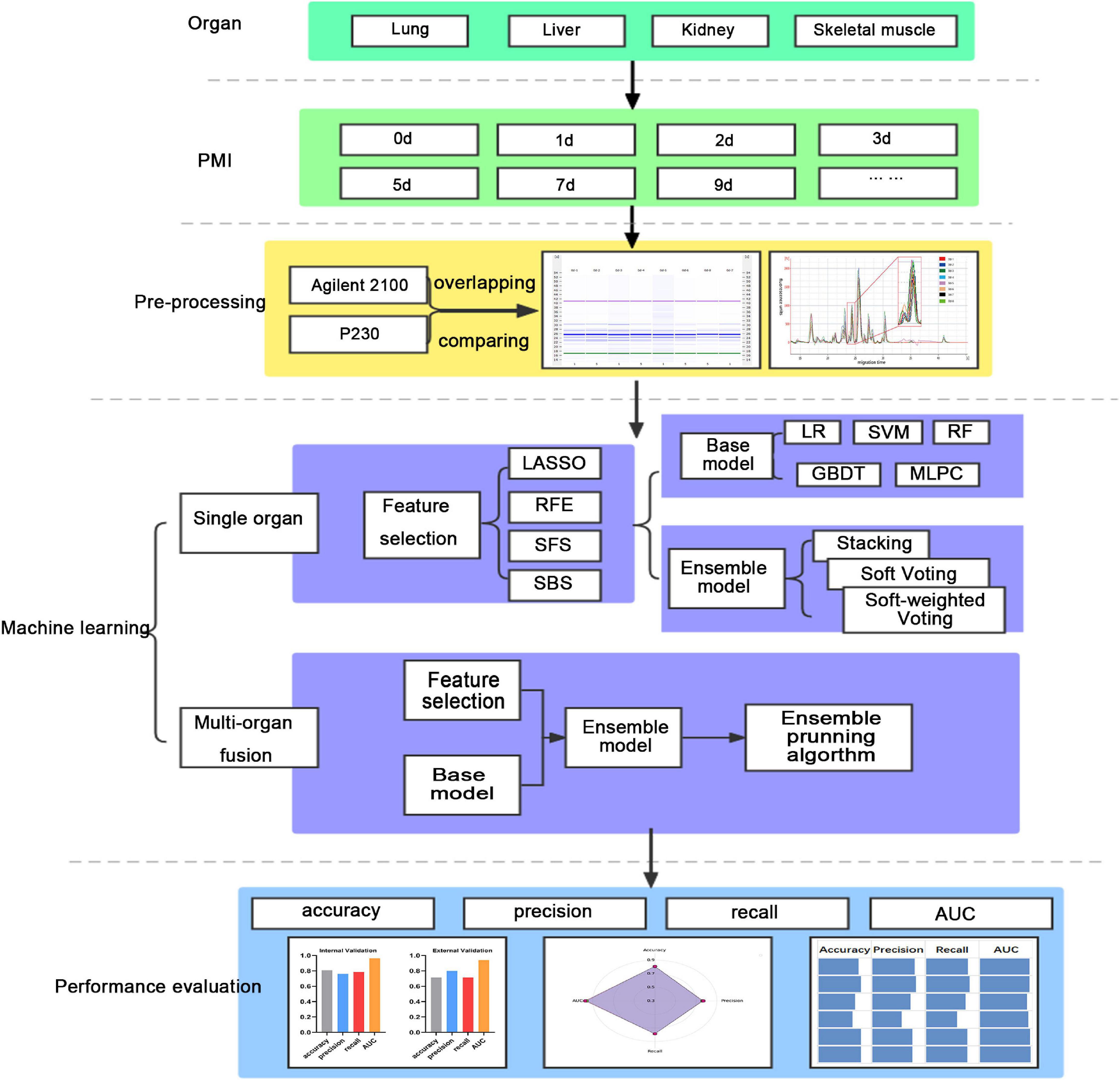 Combining with lab-on-chip technology and multi-organ fusion strategy to estimate post-mortem interval of rat